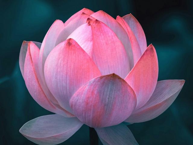 Wat is het lotus standje?