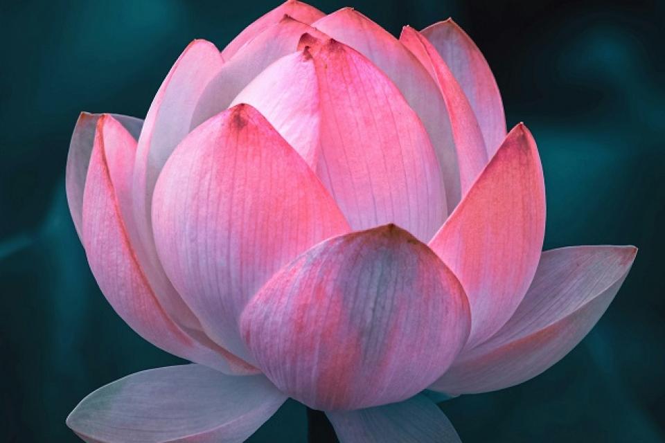 Wat is het lotus standje?