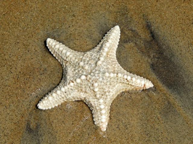 Wat is standje zeester?