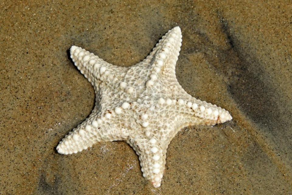 Wat is standje zeester?