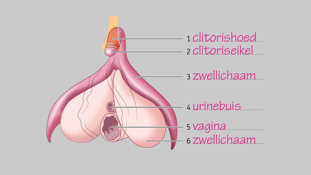 de clitoris