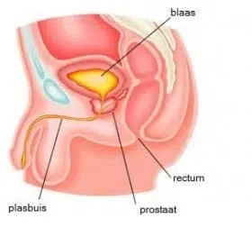 P spot, prostaat stimulatie wordt ook wel eens prostaat melken genoemd, dat kan met een anaal vibrator. Een vergrote prostaat kan verveld worden.